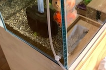 「なにこれ凄すぎ！」　縦一列に並ぶ金魚たちに7万人がびっくり！