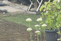 「定位置で待っていてくれる」　飼い主が見た光景に4万人「羨ましい！」