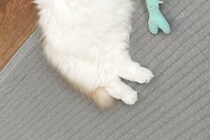 汚れてきたぬいぐるみを捨てようとしたら…　8万人「どっちがぬいぐるみ？」