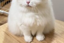 「不機嫌な時めちゃくちゃ顔に出る」　猫の表情に2万人が「いいね！」