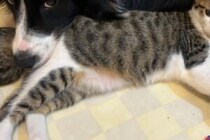 「保護者の顔つきだ」　1万人が癒やされたピタッとくっつく犬と猫
