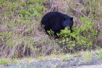 クマに遭遇した7歳児　冷静な対応に「小さいのにすごい！」