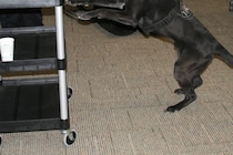 空港で何かを感じた麻薬探知犬　指摘した荷物の中身に「ダメすぎて愛おしい」