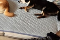 「同じ形で落ちてる」　同じ姿勢で寝る2匹の犬