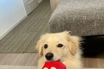 「主張が強い！」　眠くてもおやつの交渉にくる犬