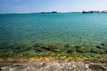 沖縄の離島で新種のトビムシ　発光するのは世界初