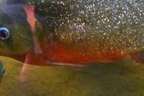 【3選】ピラニア、トカゲ、アカエイ… 　世界で見つかった新種の生き物