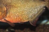 南米で見つかった新種のピラニア　観察された個体数は「ごくわずか」