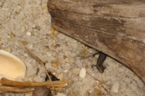 新種が見つかったのは84年ぶり　インドで発見されたトカゲ