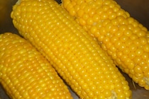 植物幹細胞の“成長スイッチ”を特定　トウモロコシとシロイヌナズナで未知の遺伝子発見