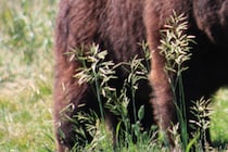 「人間と遭遇したことによる防御反応」　クマが人を襲うも駆除はなし