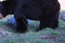 犬の散歩中クマに遭遇し襲われる　「クマ避けスプレーはあったが襲撃は突然のことだった」