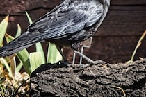 「飛べない子供のカラスがいる」　教師が取った行動に「心が温かくなった！」