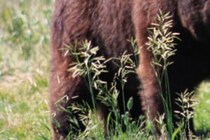 「人間と遭遇したことによる防御反応」　クマが人を襲うも駆除はなし