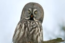 歩行中の珍しいフクロウ　「スキニージーンズを履いているみたい」