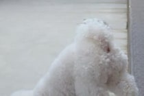 シャボン玉を初めてみた犬　反応に2万人が「とてもいい写真！」