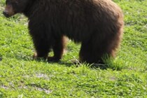 早朝のジョギング中に遭遇したクマ　90m近く引きずり回され大怪我