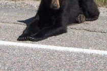 「なんて力強い」「勇敢だ！」　庭に侵入したクマを、襲われるもペットの犬が吠えて威嚇