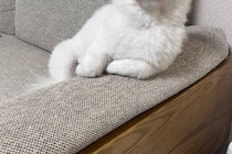 「俺にまかせとけって言ってそう」　3万人が納得のソファに佇む犬