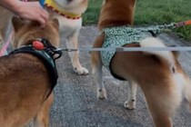 散歩中仲間と会った柴犬「やんのか？」　1万人が「こういう人いる！」