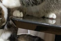 「すごいタイミングで撮れた1枚！」　奇跡のシンクロを見せた2匹の猫