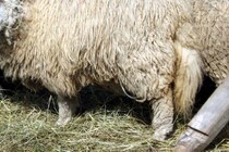 片目のない子羊　道路に捨てられていた子豚と仲良しに