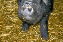 目は1つ、鼻がない状態で生まれた子豚　生後15分後に死亡