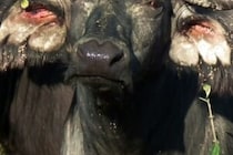 鼻2つ、目3つ、耳は1つで生まれた水牛