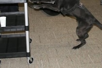 空港で何かを感じた麻薬探知犬　指摘した荷物の中身に「ダメすぎて愛おしい」