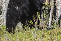 街中に現れ84歳の高齢女性を殺害したクマ　12歳少年が突き倒されるも死んだふりで命拾い