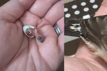 手のひらにちょこんと乗るサイズだった鳥　3週間後の姿に9万人「成長早過ぎ！」を選択 手のひらにちょこんと乗るサイズだった鳥　3週間後の姿に9万人「成長早過ぎ！」