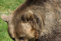 「幸運だったとしか言いようがない」　クマに複数噛まれるも自力で病院へ直行