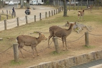 「議員になってから本当に中国人が減った」　へずまりゅうの主張に奈良市「そのような報告はない」