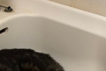 歯を磨こうと思ったら…　洗面台の光景に4万人「人間の順番は最後！」