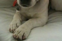 飼い主「出しなさい！」　犬が口に入れるも足が出ていた生き物に「とても賢くて驚いた」