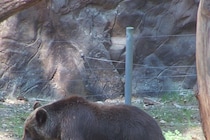 体の大部分は土で覆われていて…　犬と散歩していた女性がクマに襲われ死亡