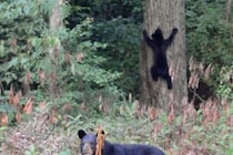 腕や足は引きちぎられ、バラバラに散乱した人骨が… 　クマに襲われた男性が死亡