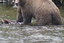 胃袋からは髪の毛、肉、骨が…　クマに襲われた男性が死亡