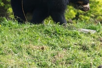 搬送途中で…　クマに襲われた男性が死亡
