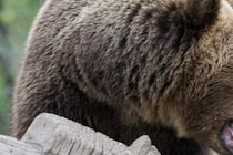 遺体はバラバラに…　クマに襲われた男性が死亡