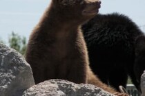 体の半分が食べられていた…　クマに襲われたロシアの村人が死亡