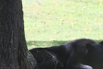 発見時にはすでに食べられた痕跡が…　クマに襲われた2人が死亡