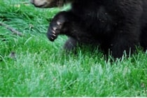 攻撃後に連れ去られていた…　クマに襲われた生物学者が死亡