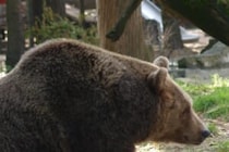 生後10ヶ月の赤ちゃんも…　栄養不足のクマに襲われ母親も死亡