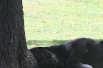 発見時にはすでに食べられた痕跡が…　クマに襲われた2人が死亡