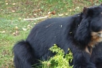 皮膚は切り裂かれ…　カナダの猟師がクマに襲われ死亡