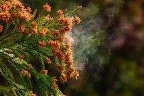 山梨72％でトップ、花粉症発症率ランキング　ウェザーニューズ調査