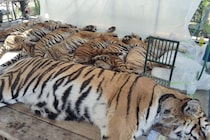 タイでトラ72頭が大量死　CDV検出、餌が感染源の可能性指摘