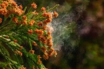山梨72％でトップ、花粉症発症率ランキング　ウェザーニューズ調査