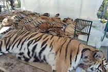 タイでトラ72頭が大量死　CDV検出、餌が感染源の可能性指摘